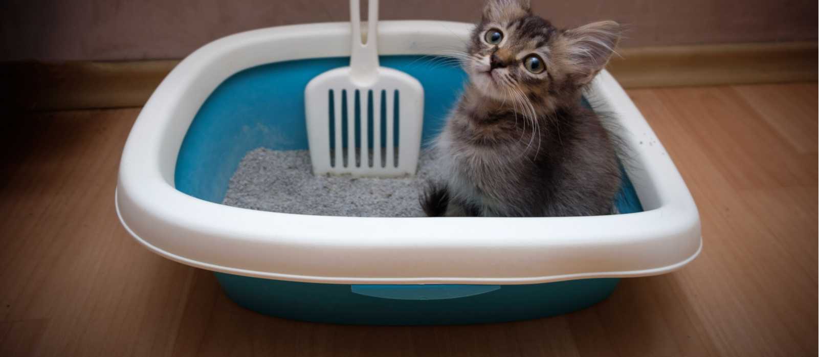 Thinkhow Some Seniors Are Getting Cat Litter Delivered to Their Homes